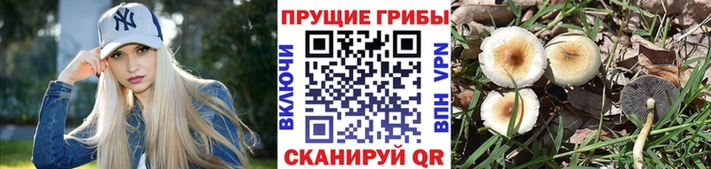 Галлюциногенные грибы мицелий  наркота  Ядрин 